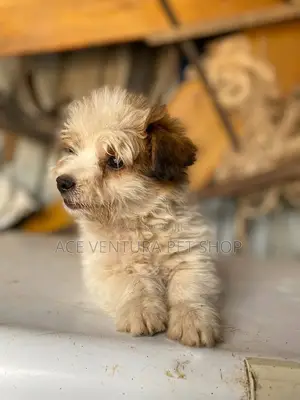 1-3 months Male Purebred Maltese