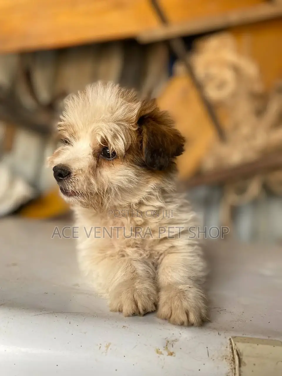 1-3 months Male Purebred Maltese