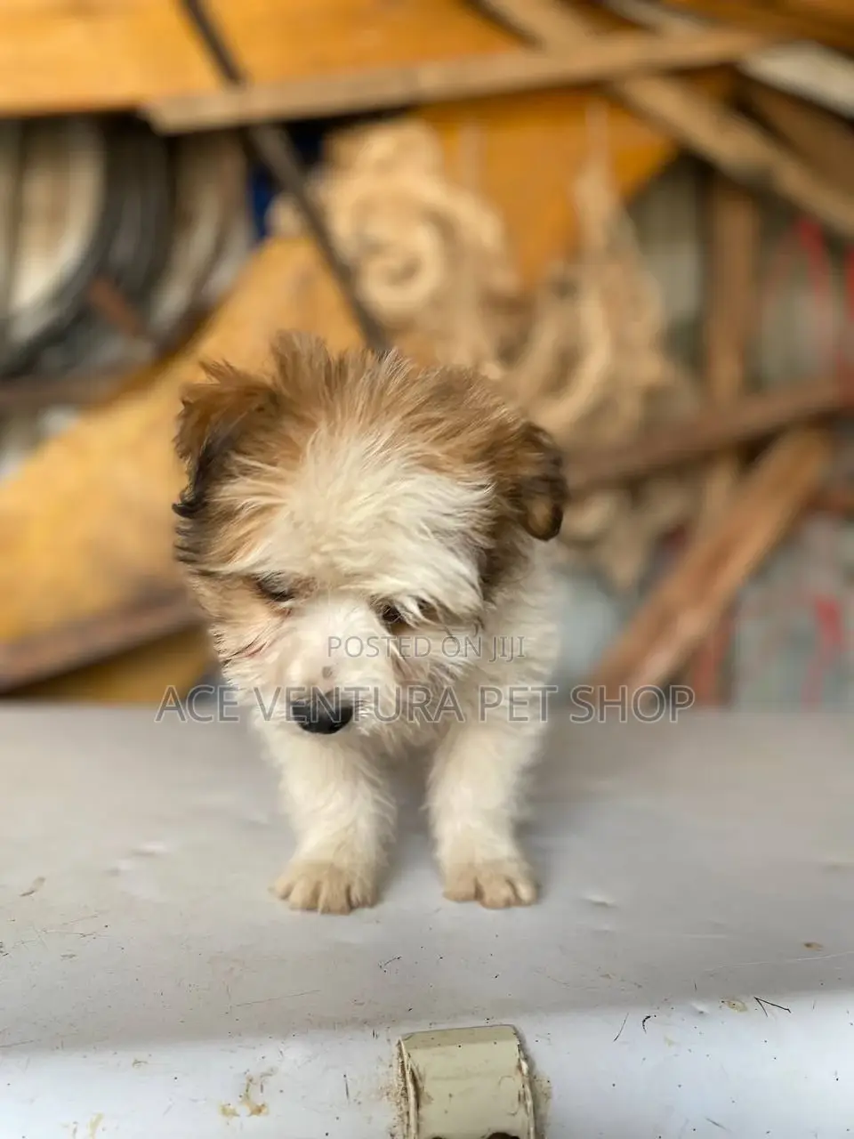 1-3 months Male Purebred Maltese