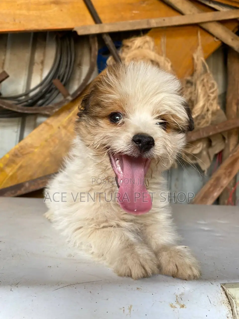 1-3 months Male Purebred Maltese