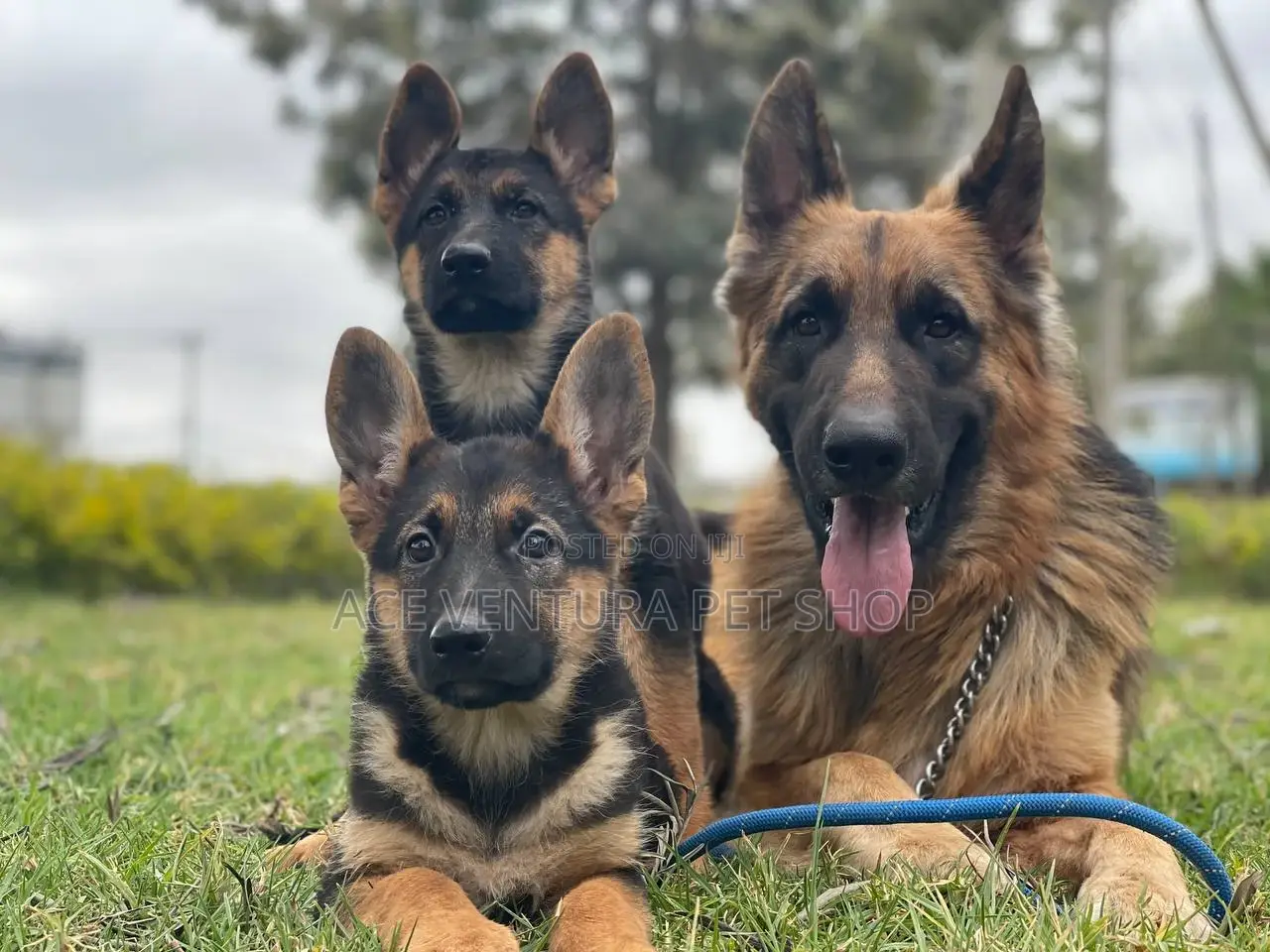 1-3 months Male Purebred German Shepherd