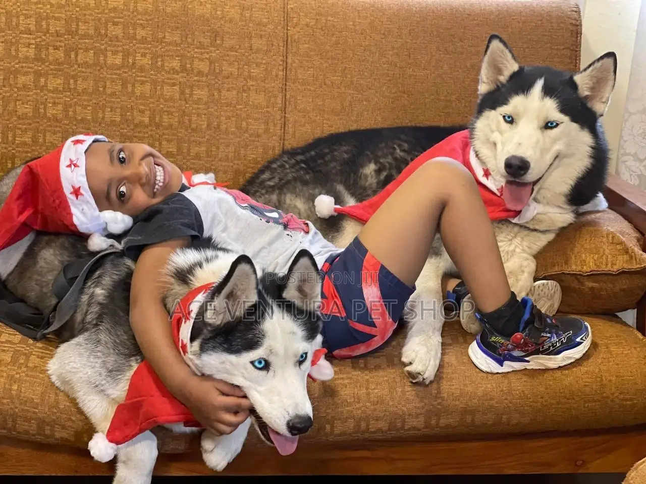 1-3 months Male Purebred Siberian Husky