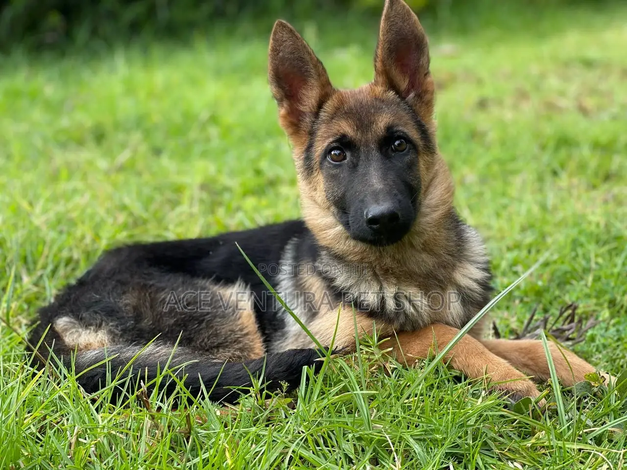 1-3 months Male Purebred German Shepherd