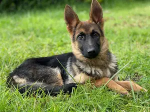 Photo - 1-3 months Male Purebred German Shepherd