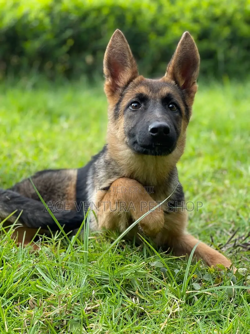 1-3 months Male Purebred German Shepherd