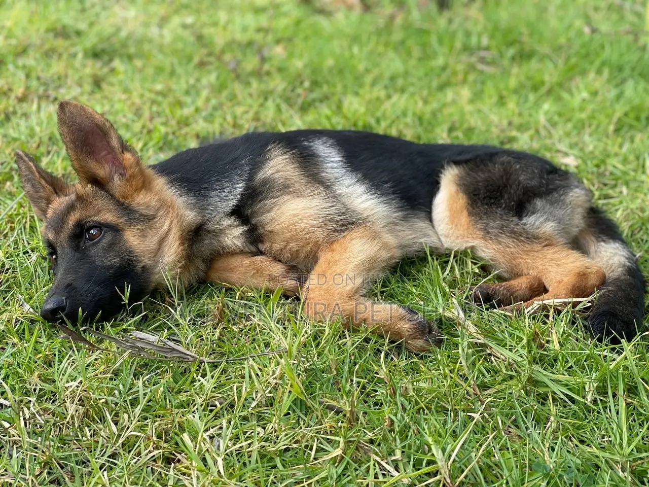 1-3 months Male Purebred German Shepherd