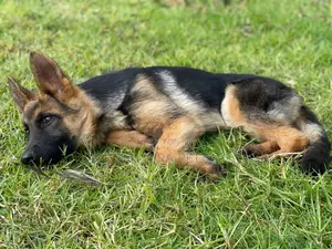 1-3 months Male Purebred German Shepherd