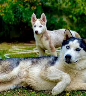 Photo - 1-3 months Male Purebred Siberian Husky