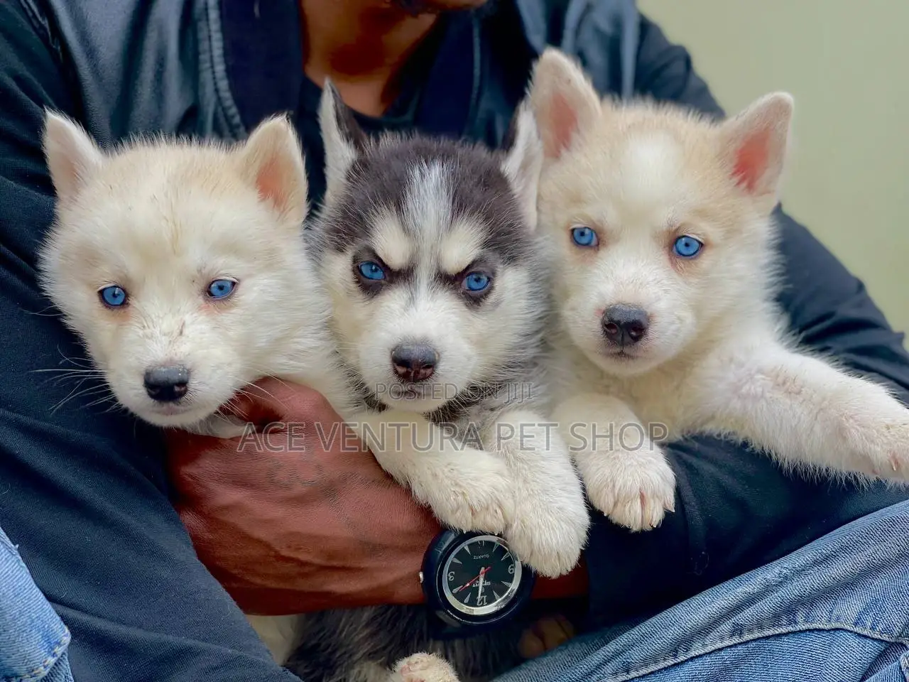 1-3 months Male Purebred Siberian Husky