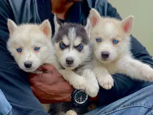 1-3 months Male Purebred Siberian Husky