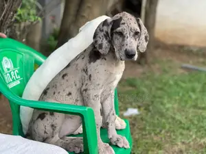 Photo - 1-3 months Male Purebred Great Dane