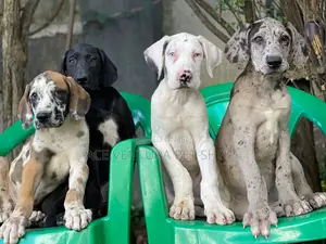 1-3 months Male Purebred Great Dane