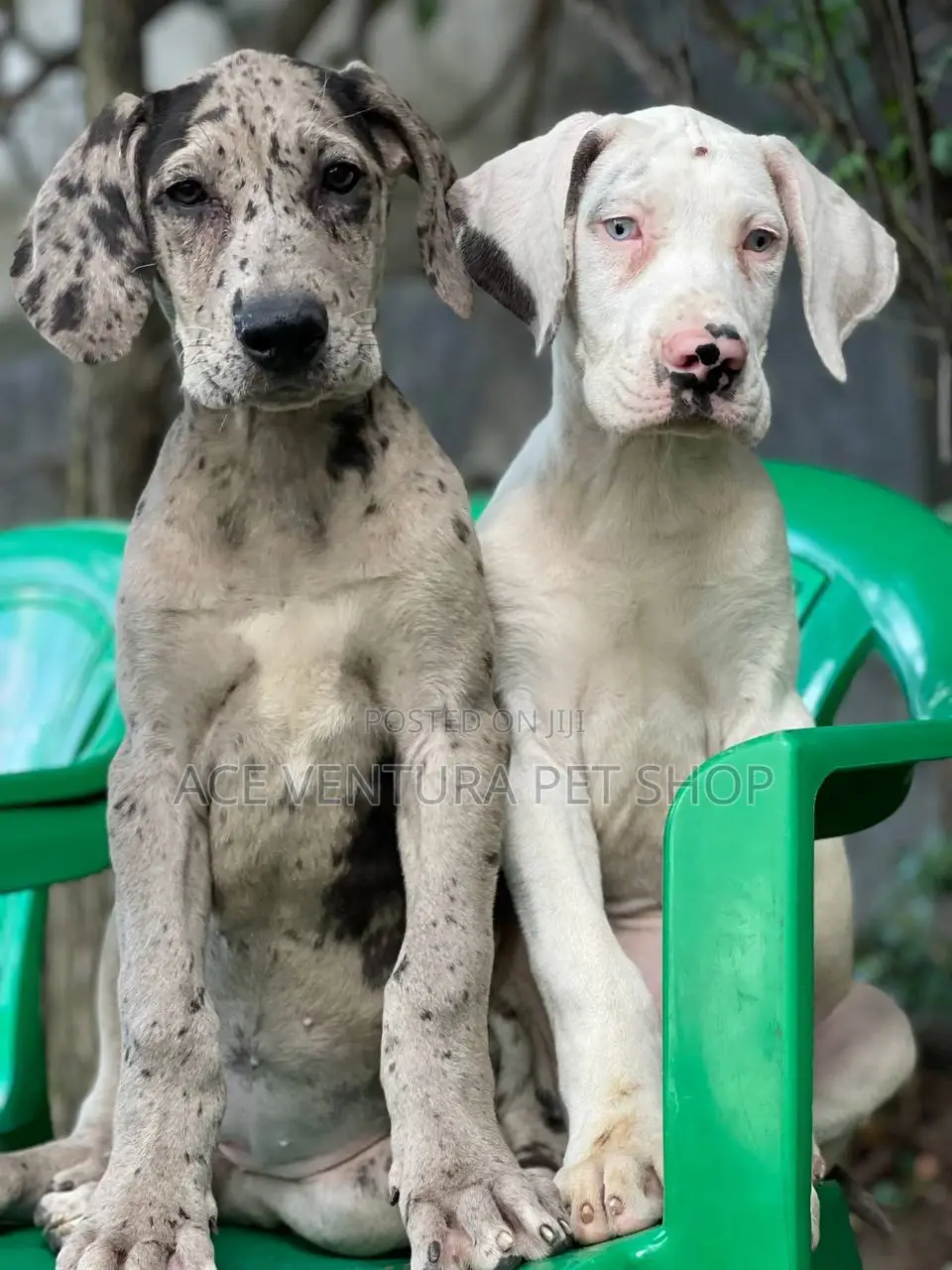 1-3 months Male Purebred Great Dane
