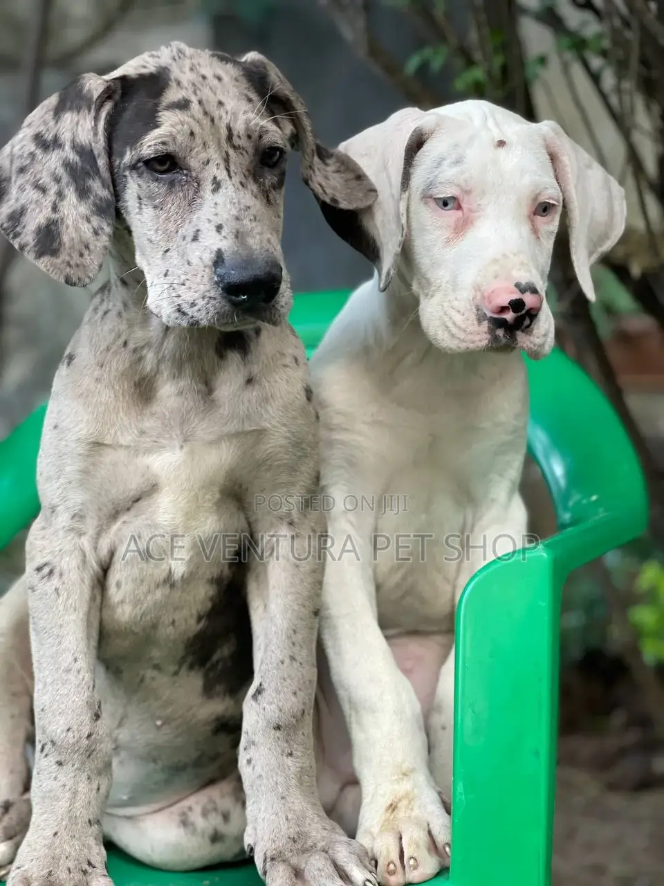 1-3 months Male Purebred Great Dane