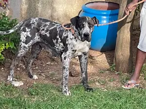 1-3 months Male Purebred Great Dane
