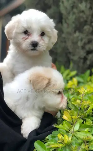 Photo - 1-3 months Male Purebred Maltese