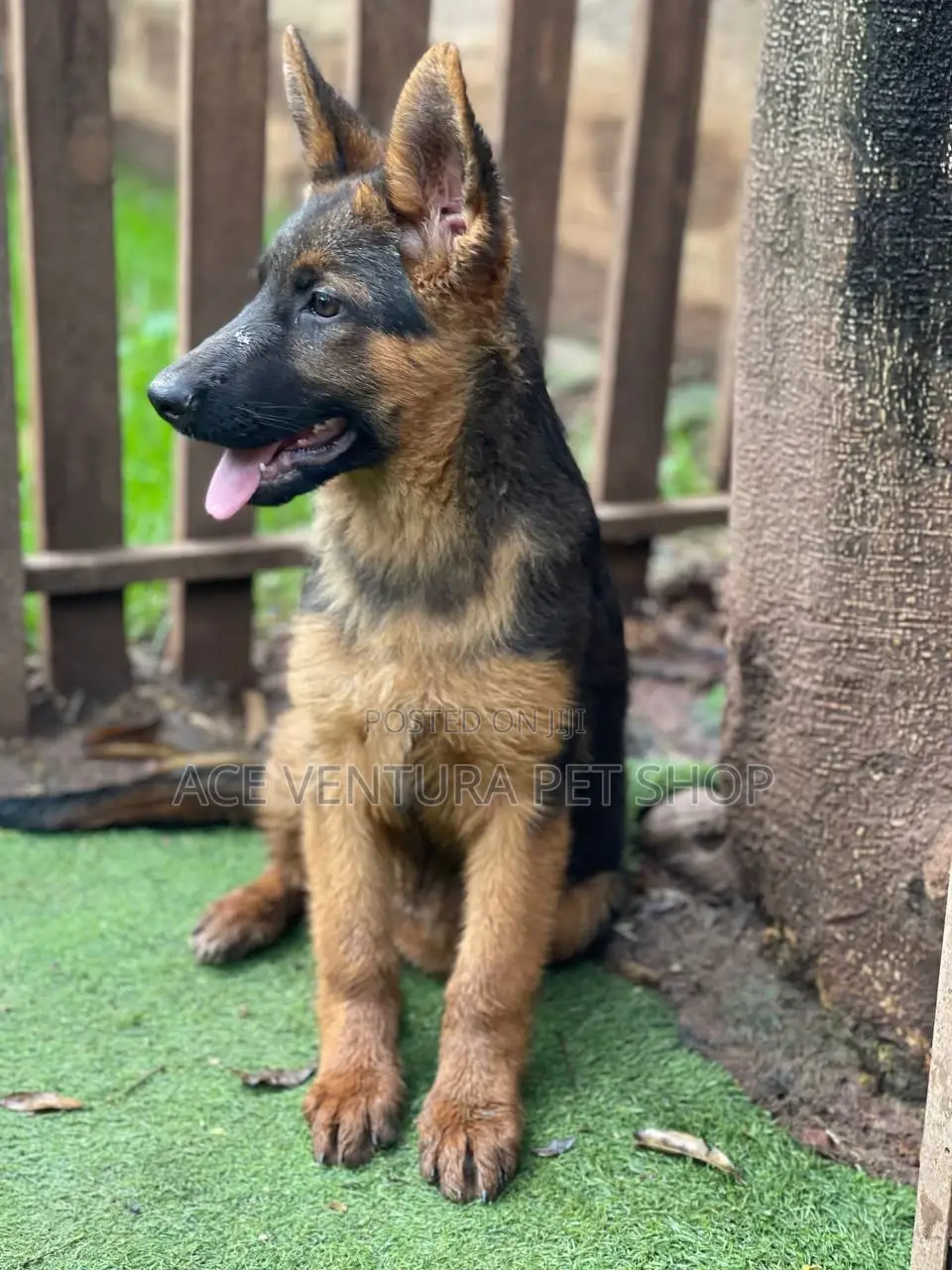 1-3 months Male Purebred German Shepherd