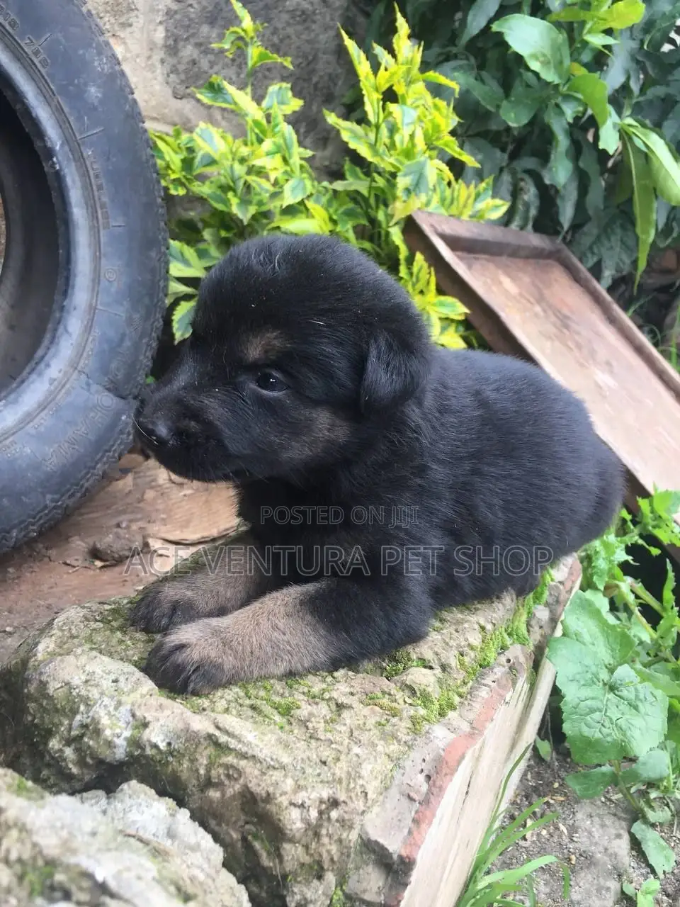1-3 months Male Purebred German Shepherd