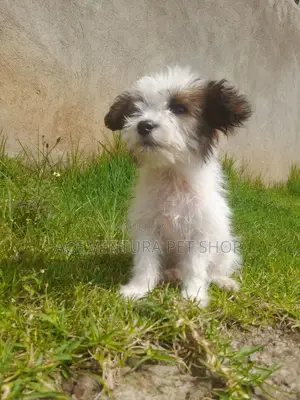 Photo - 1-3 months Male Purebred Maltese