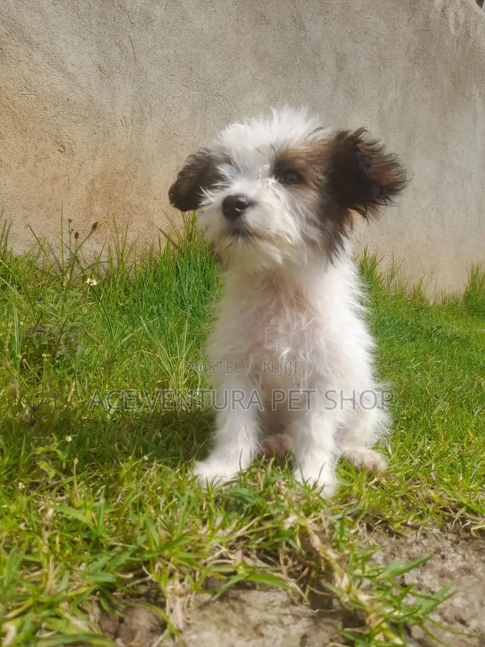 1-3 months Male Purebred Maltese