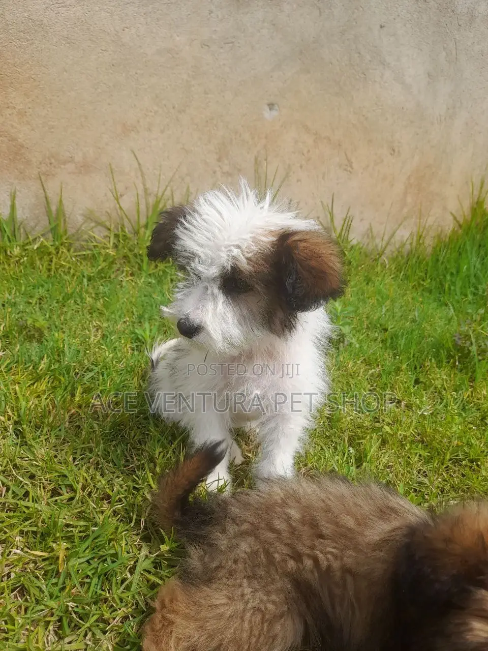 1-3 months Male Purebred Maltese