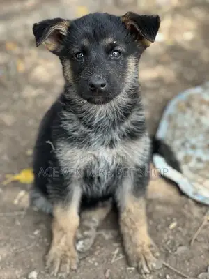 Photo - 1-3 months Male Purebred German Shepherd