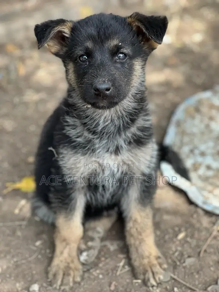 1-3 months Male Purebred German Shepherd