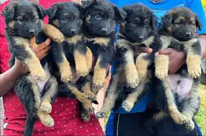 Photo - 1-3 months Male Purebred German Shepherd