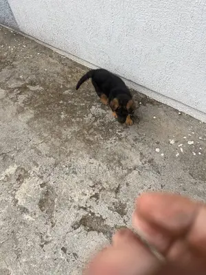 Photo - 1-3 months Male Purebred German Shepherd