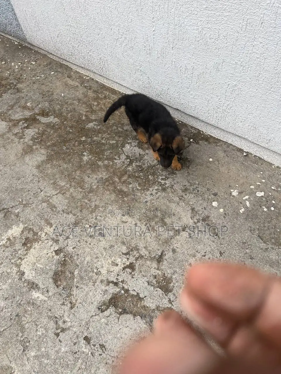 1-3 months Male Purebred German Shepherd