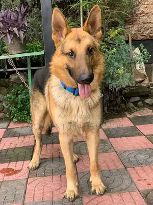 1-3 months Male Purebred German Shepherd