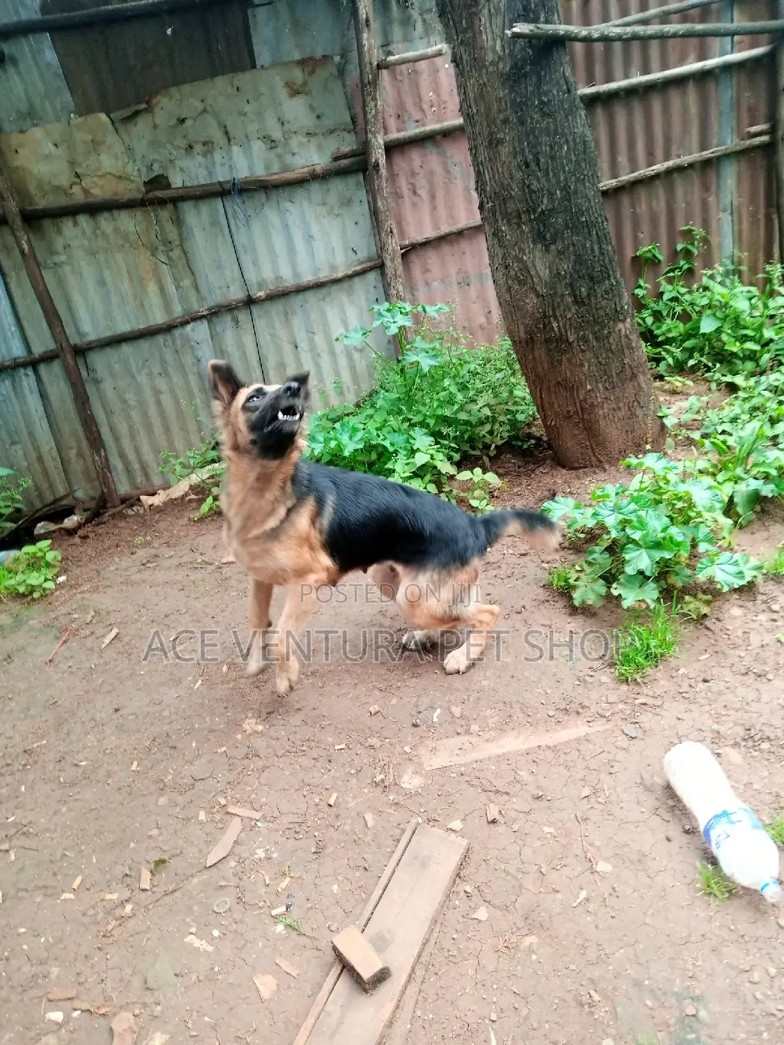 1-3 months Male Purebred German Shepherd