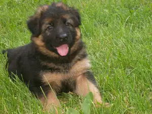 Photo - 1-3 months Male Purebred German Shepherd