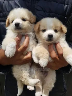 1-3 months Male Purebred Maltese