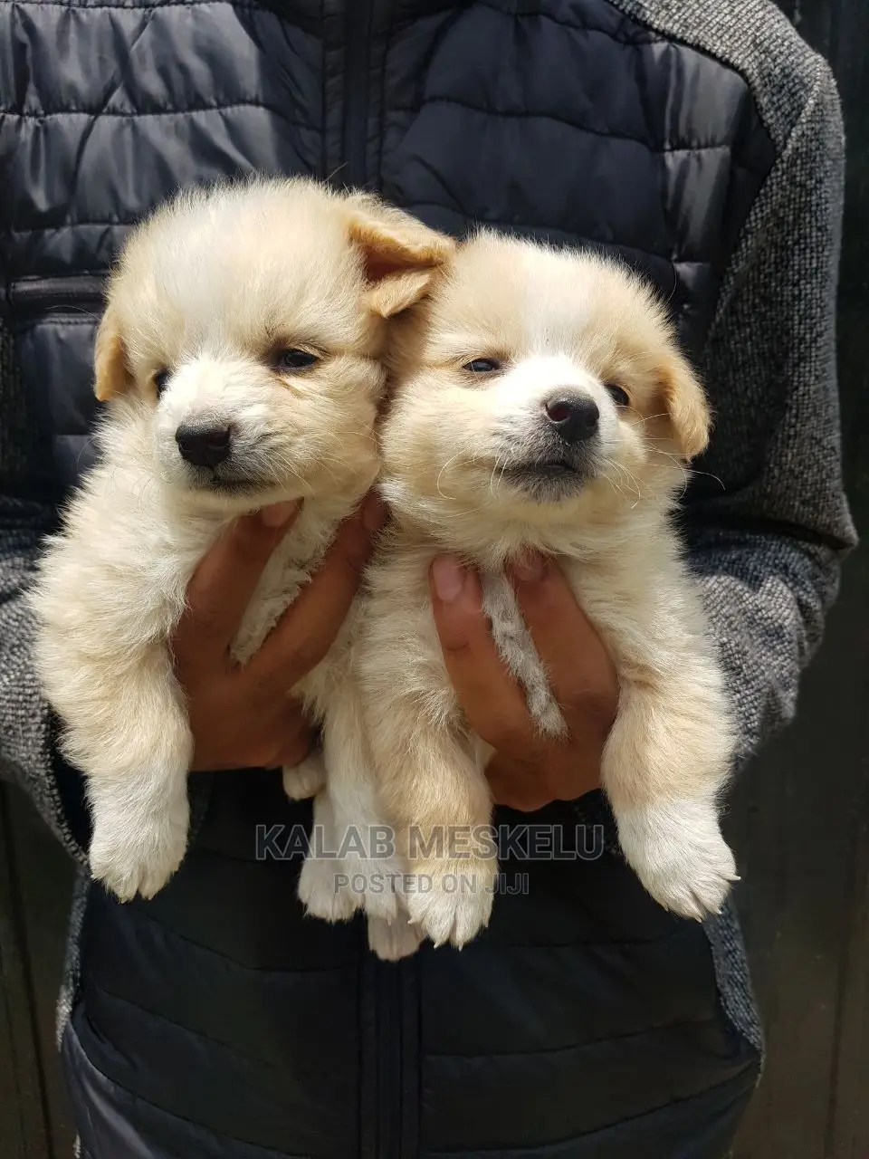 1-3 months Male Purebred Maltese