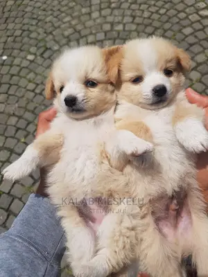 1-3 months Male Purebred Maltese