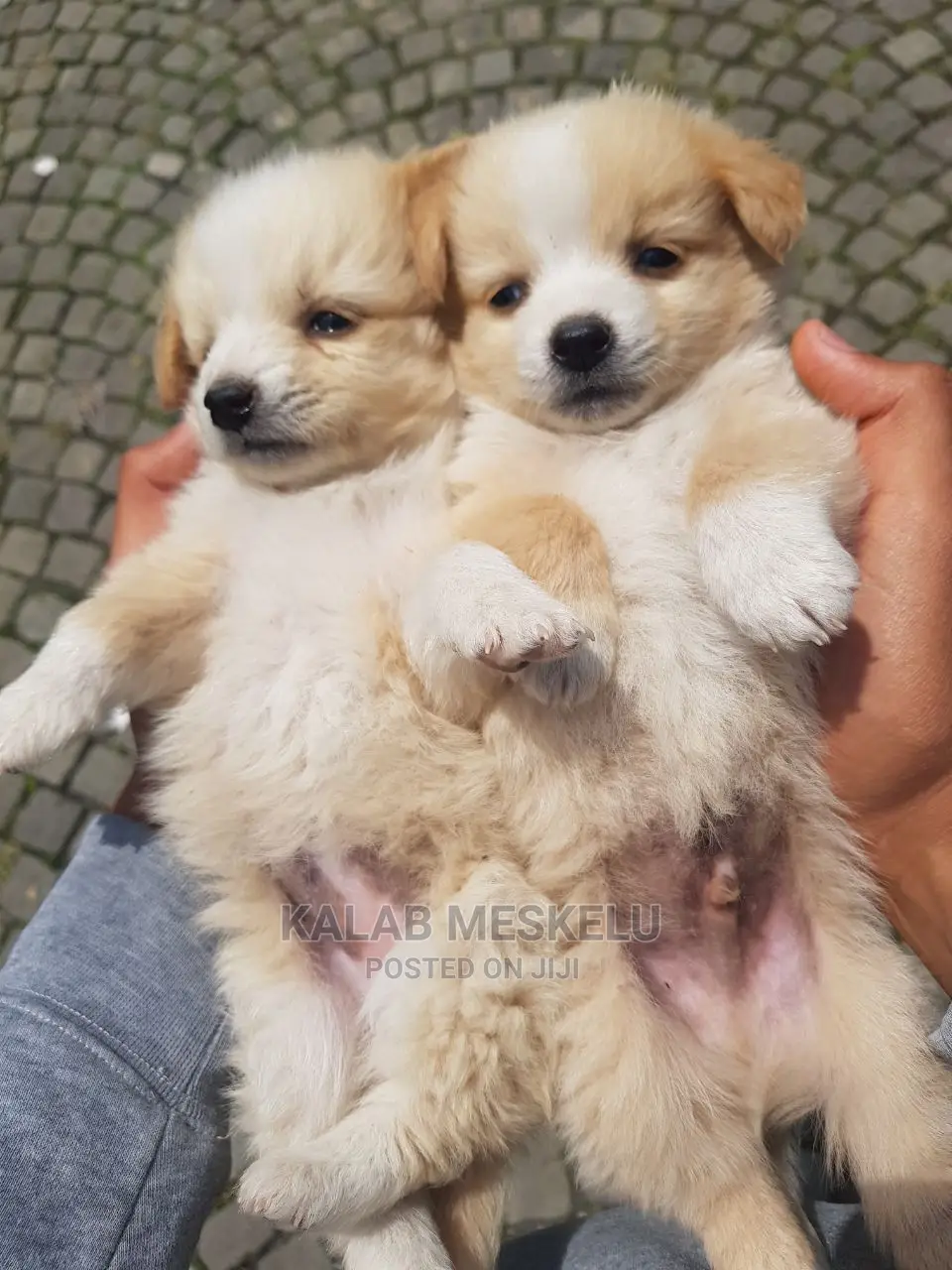 1-3 months Male Purebred Maltese