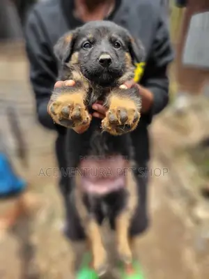 Photo - 1-3 months Female Purebred German Shepherd