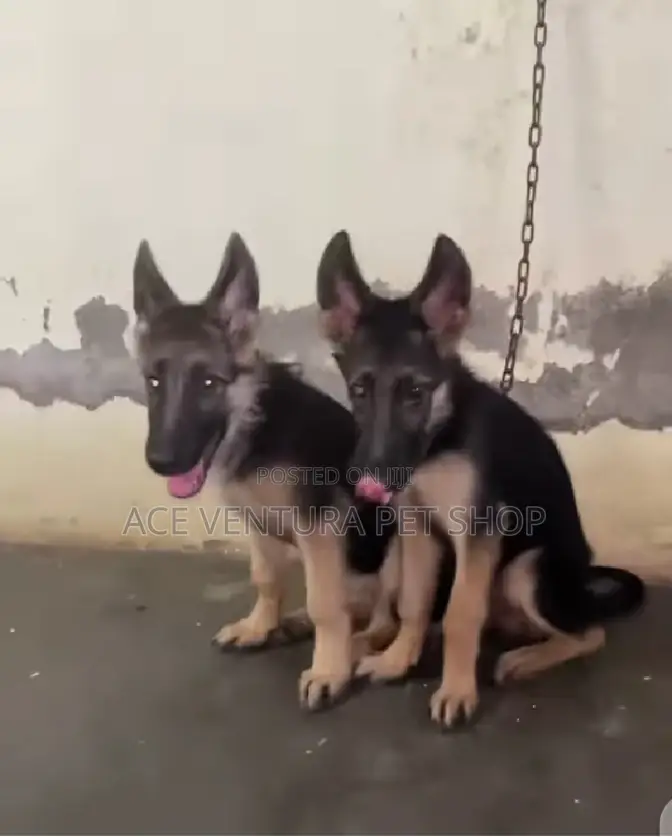 1-3 months Male Purebred German Shepherd