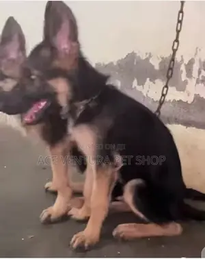 1-3 months Male Purebred German Shepherd