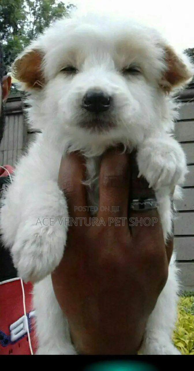 1-3 months Male Purebred Maltese