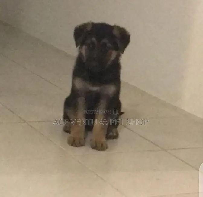1-3 months Male Purebred German Shepherd