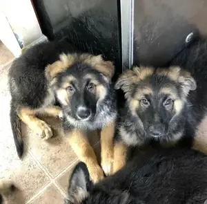 Photo - 1-3 months Male Purebred German Shepherd