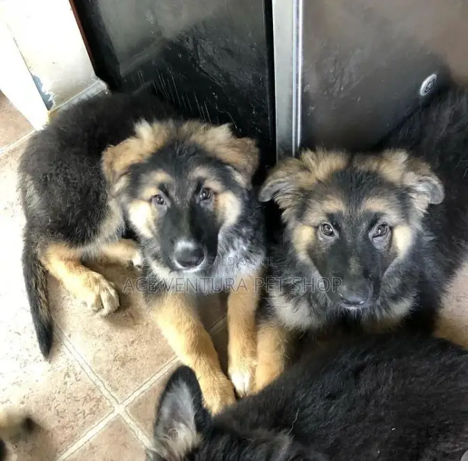 1-3 months Male Purebred German Shepherd