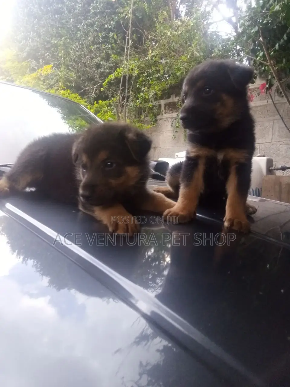 1-3 months Male Purebred German Shepherd