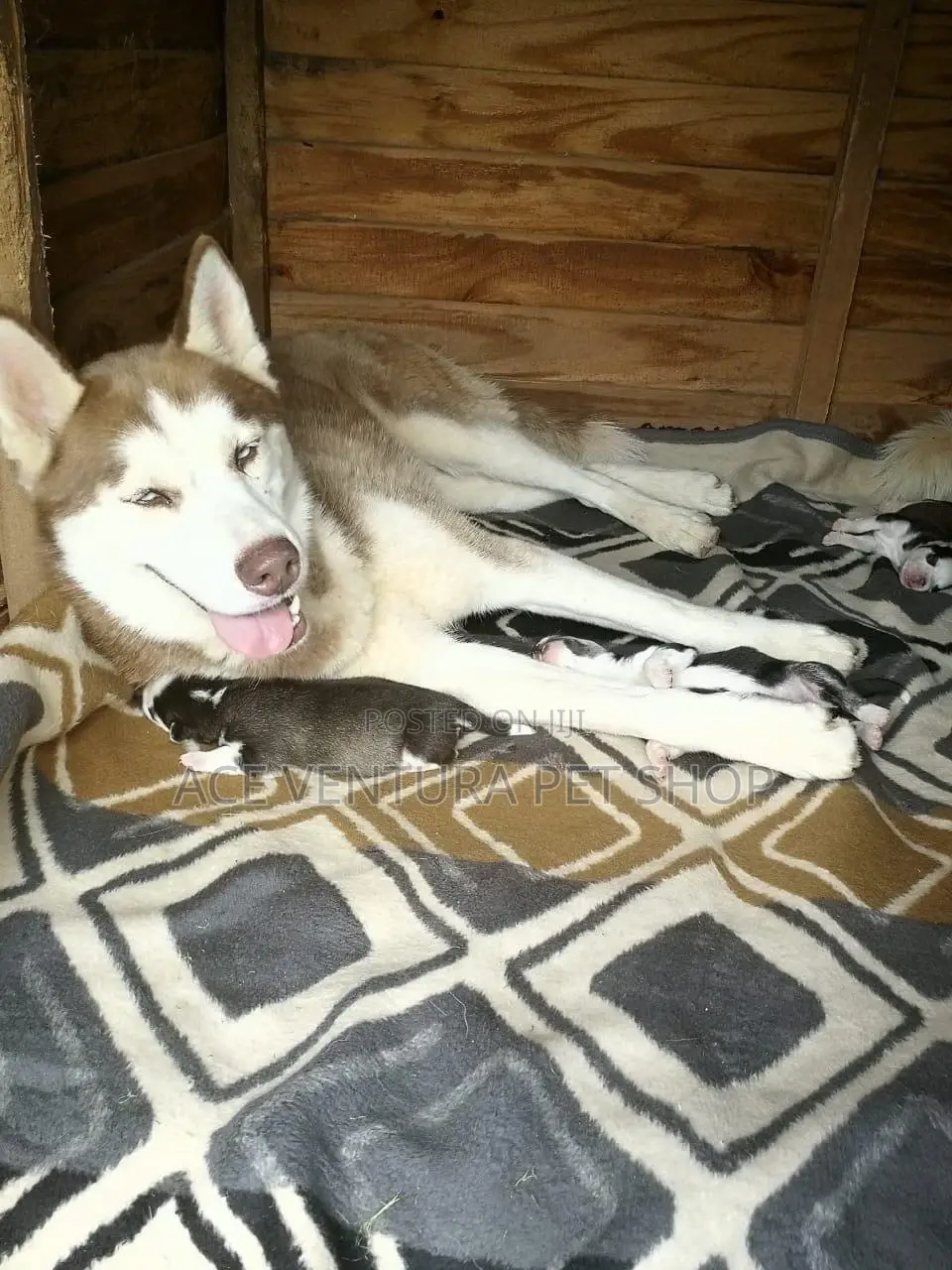 1-3 months Male Purebred Siberian Husky