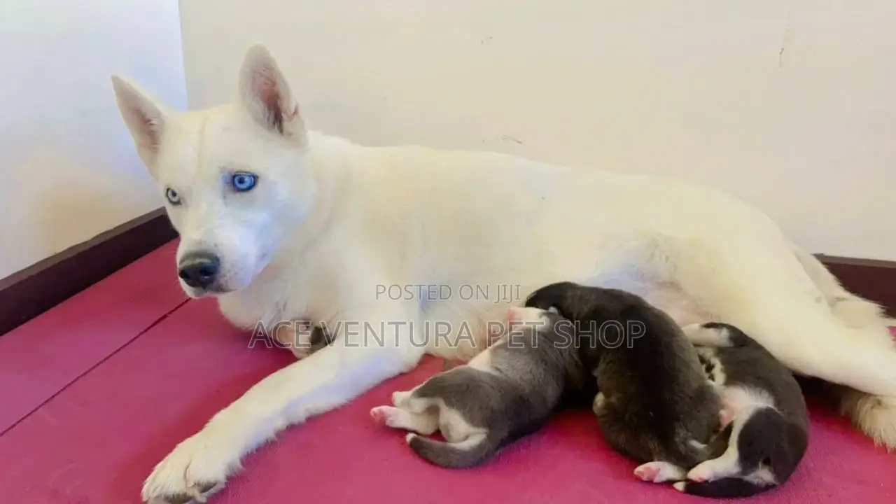 1-3 months Male Purebred Siberian Husky