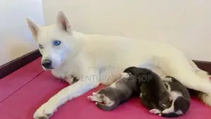 Photo - 1-3 months Male Purebred Siberian Husky