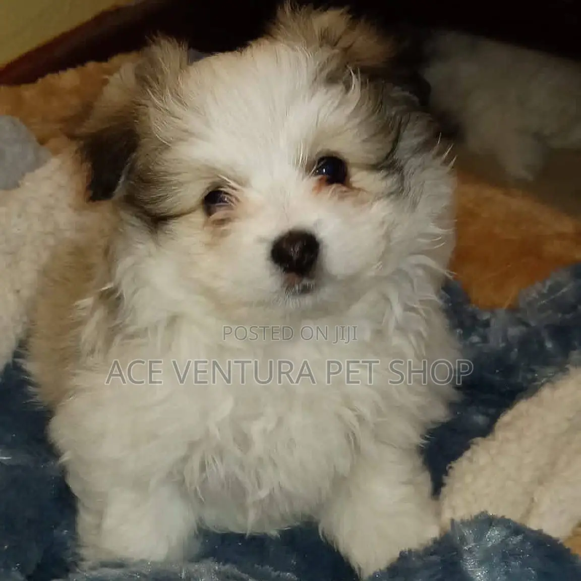 1-3 months Male Purebred Maltese