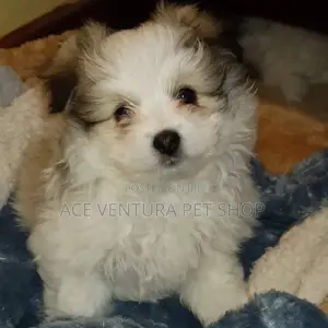 Photo - 1-3 months Male Purebred Maltese